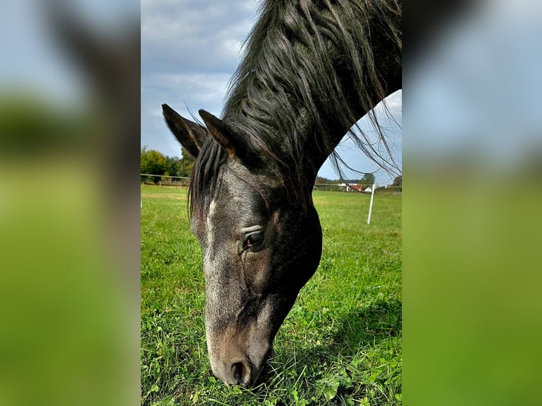 Freiberger Mestizo Caballo castrado 3 años 154 cm Tordo in Taufkirchen Vils