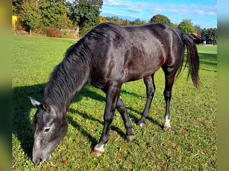 Freiberger Mestizo Caballo castrado 3 años 154 cm Tordo in Taufkirchen Vils