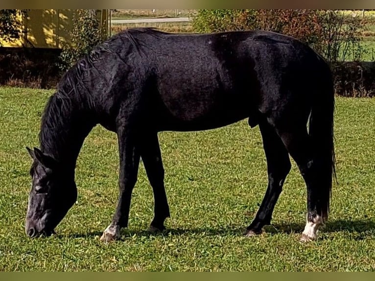 Freiberger Mestizo Caballo castrado 3 años 154 cm Tordo in Taufkirchen Vils