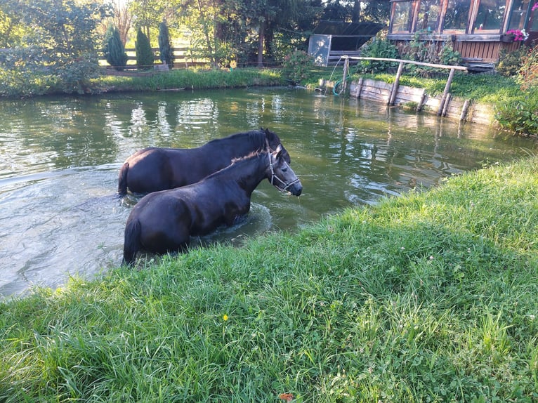 Freiberger Mestizo Caballo castrado 3 años 154 cm Tordo in Taufkirchen Vils