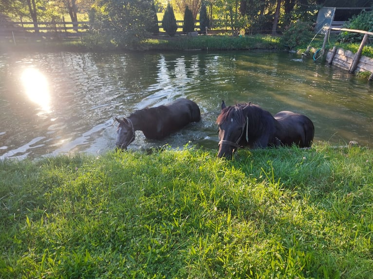 Freiberger Mestizo Caballo castrado 3 años 154 cm Tordo in Taufkirchen Vils