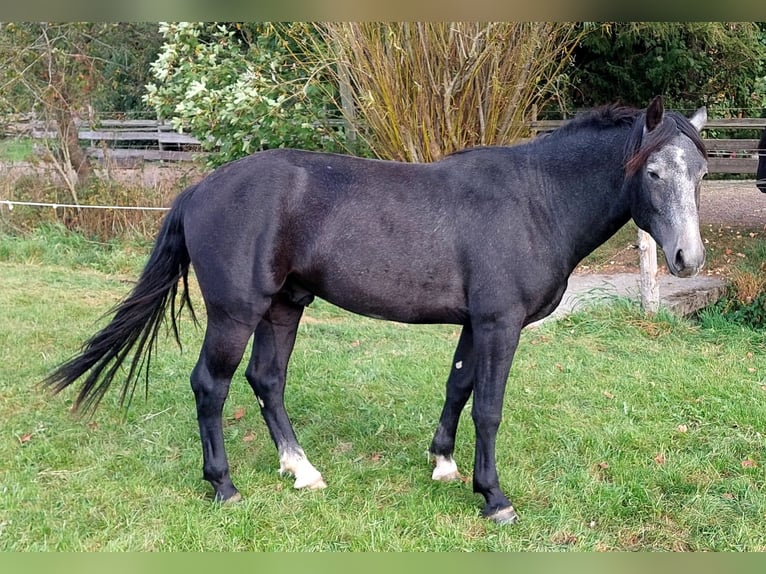 Freiberger Mestizo Caballo castrado 3 años 154 cm Tordo in Taufkirchen Vils