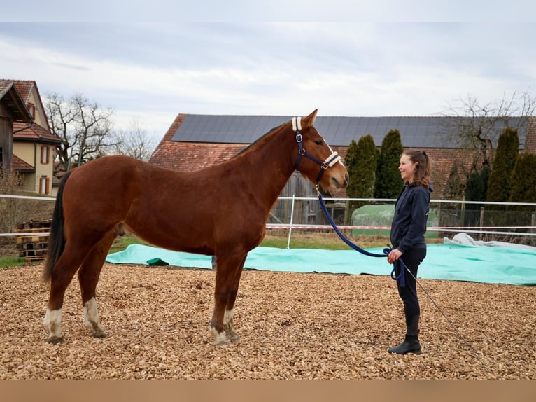 Freiberger Caballo castrado 3 años 155 cm Castaño in Arnegg