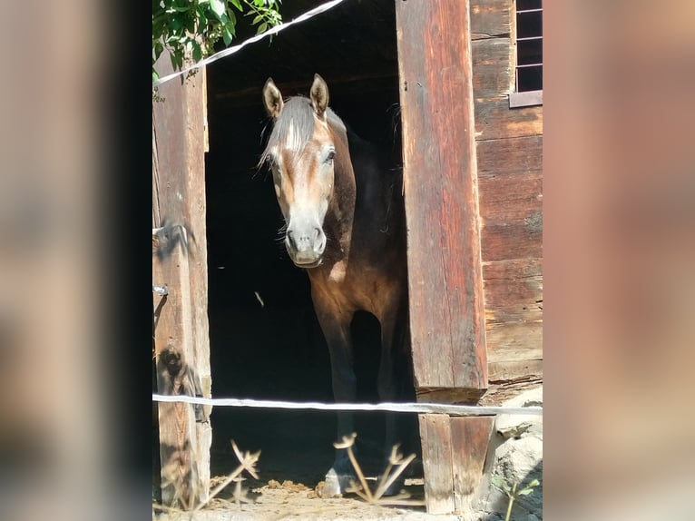 Freiberger Caballo castrado 3 años 155 cm Castaño in Glis