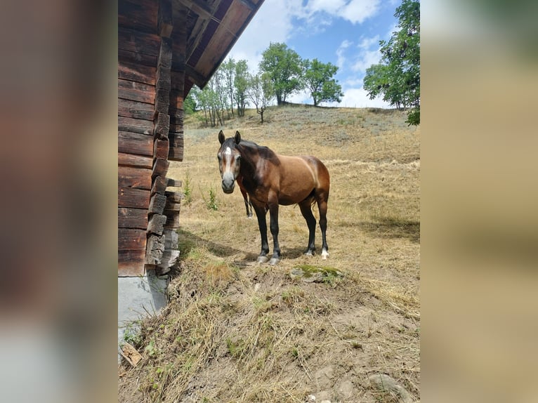 Freiberger Caballo castrado 3 años 155 cm Castaño in Glis