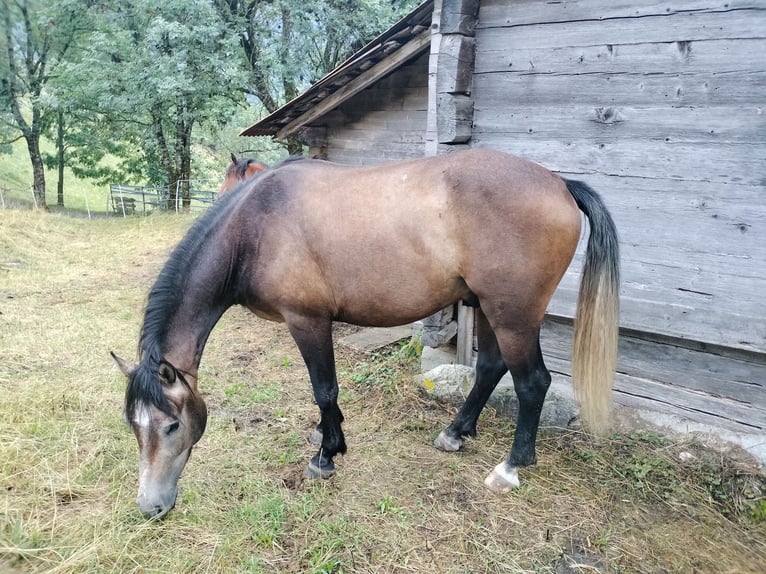 Freiberger Caballo castrado 3 años 155 cm Castaño in Glis