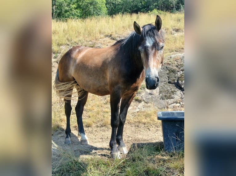 Freiberger Caballo castrado 3 años 155 cm Castaño in Glis