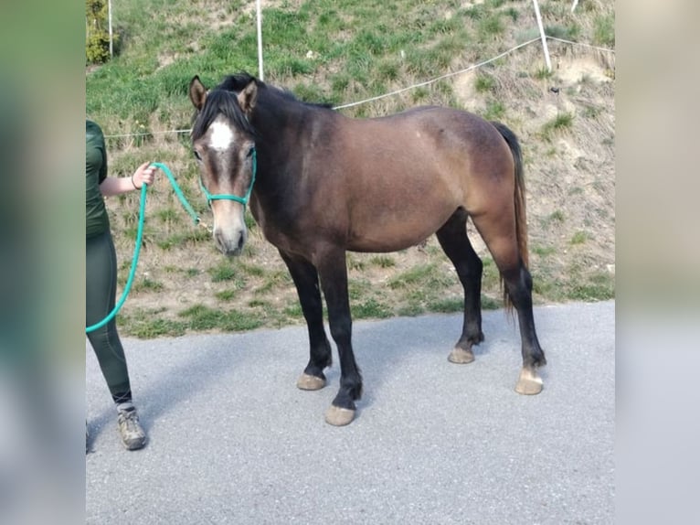 Freiberger Caballo castrado 3 años 155 cm Castaño in Glis