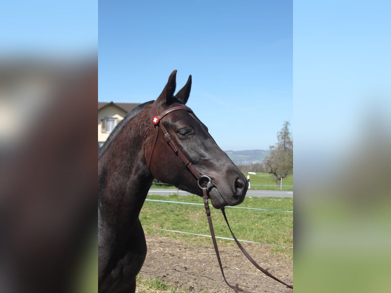 Freiberger Caballo castrado 3 años 155 cm Castaño oscuro in Schönholzerswilen