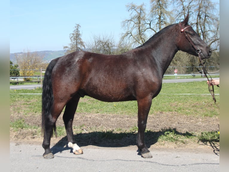 Freiberger Caballo castrado 3 años 155 cm Castaño oscuro in Schönholzerswilen