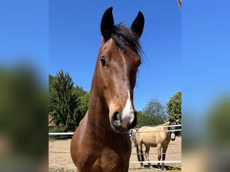 Freiberger Caballo castrado 3 años 156 cm Castaño in Kleinheubach