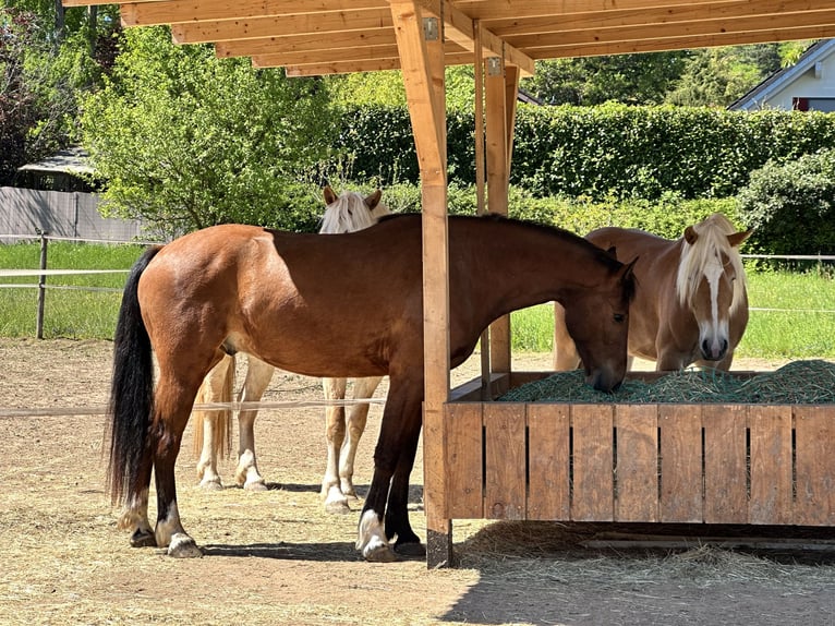 Freiberger Caballo castrado 3 años 156 cm Castaño in Kleinheubach