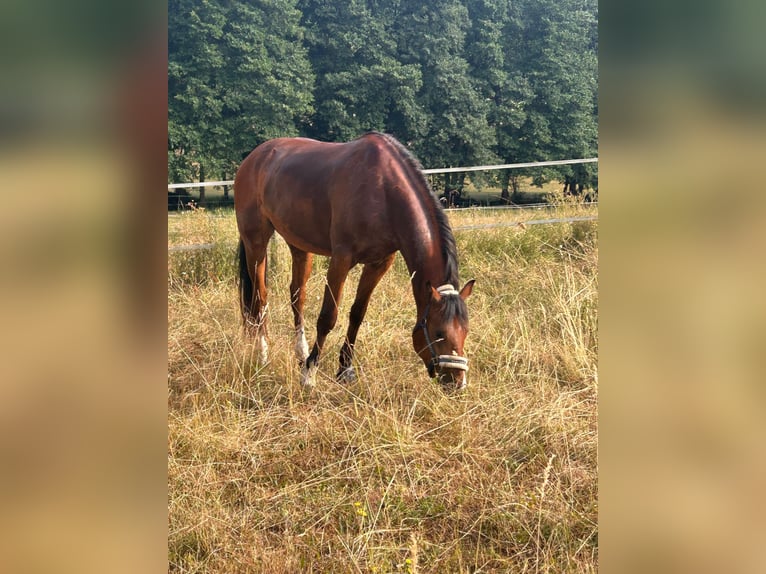 Freiberger Caballo castrado 3 años 156 cm Castaño in Kleinheubach