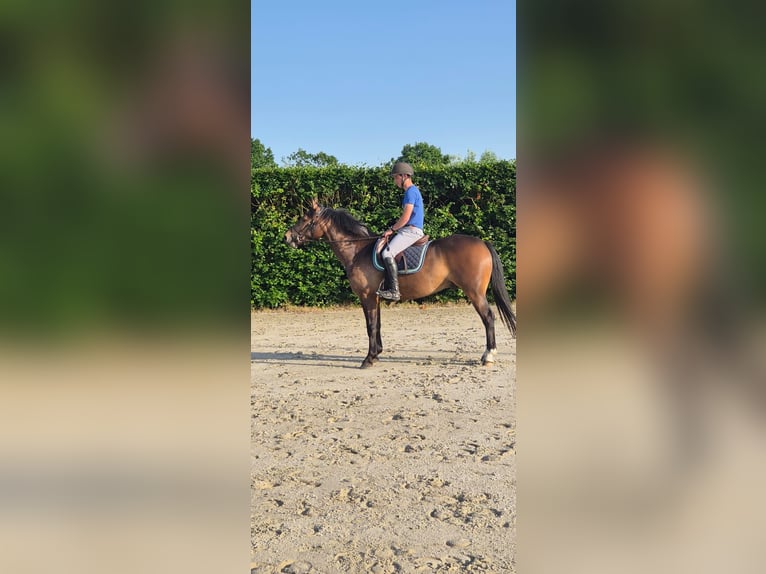 Freiberger Caballo castrado 3 años 156 cm Castaño oscuro in Breendonk