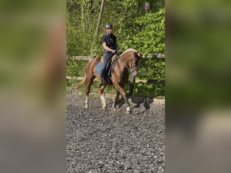 Freiberger Caballo castrado 3 años 157 cm Alazán-tostado in Paderborn