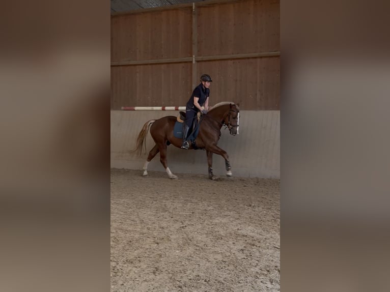 Freiberger Caballo castrado 3 años 157 cm Alazán-tostado in Paderborn