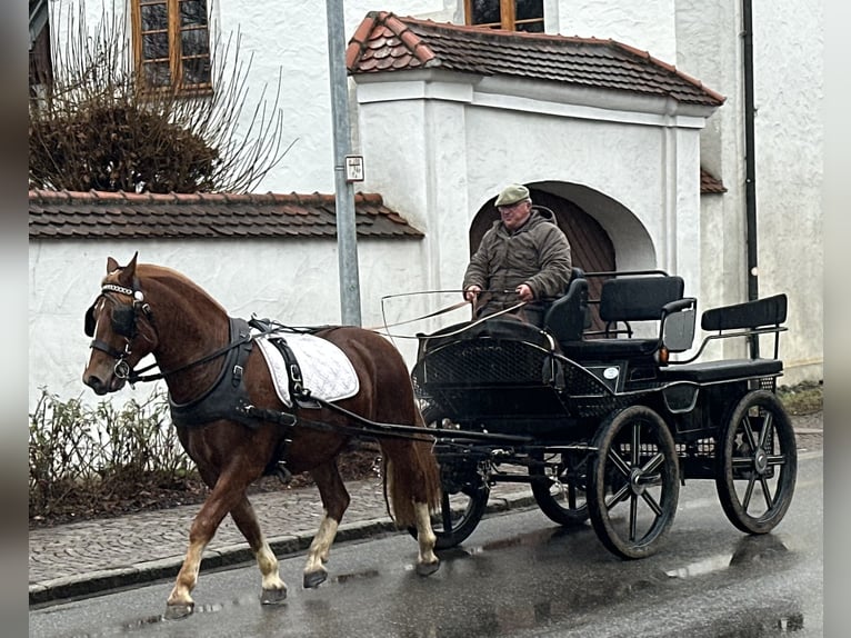 Freiberger Caballo castrado 3 años 157 cm Alazán-tostado in Riedlingen