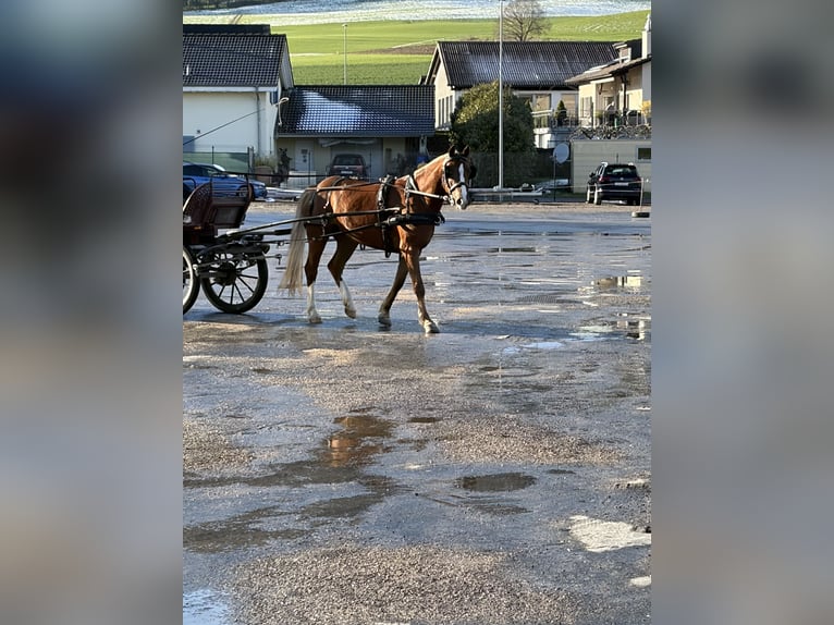 Freiberger Caballo castrado 3 años 157 cm Castaño in Rümmingen
