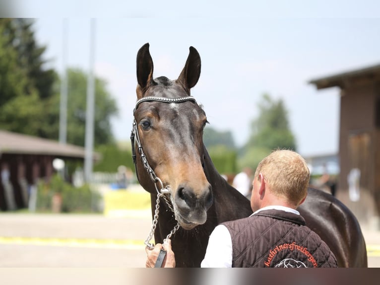 Freiberger Caballo castrado 3 años 157 cm Castaño in Fällanden