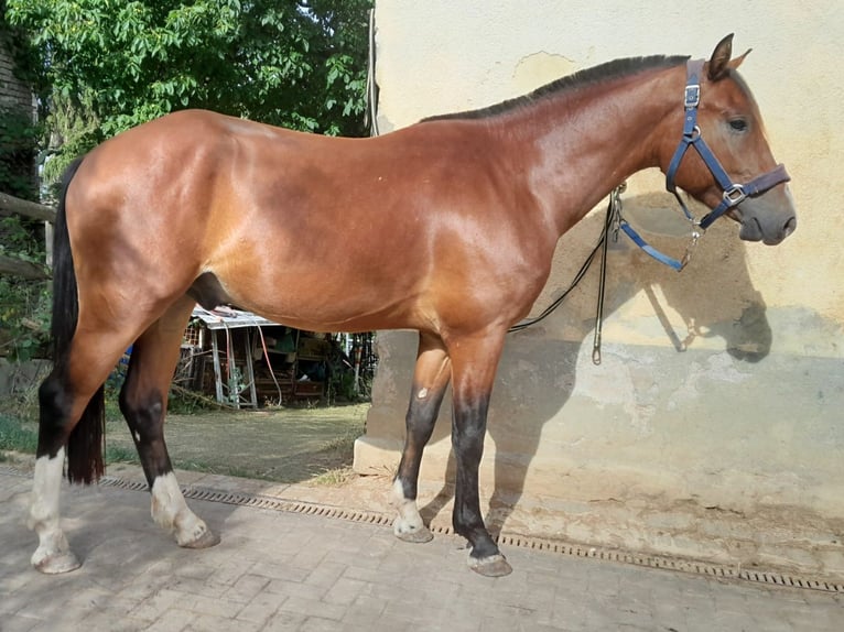 Freiberger Caballo castrado 3 años 157 cm Castaño in Niederneisen