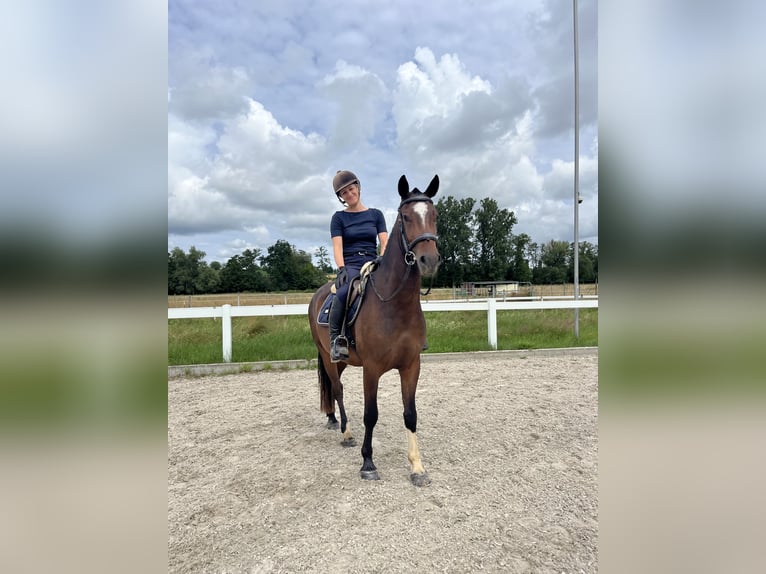 Freiberger Caballo castrado 3 años 157 cm Castaño oscuro in Rümmingen