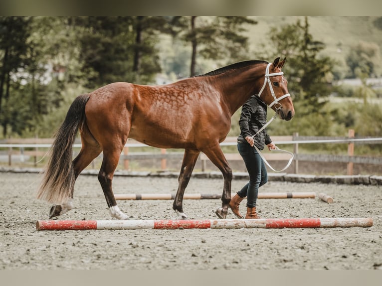 Freiberger Caballo castrado 3 años 158 cm Castaño in Schiers