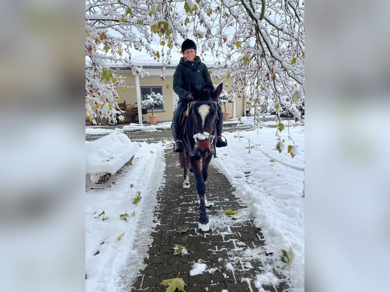 Freiberger Caballo castrado 3 años 158 cm Castaño oscuro in Rümmingen