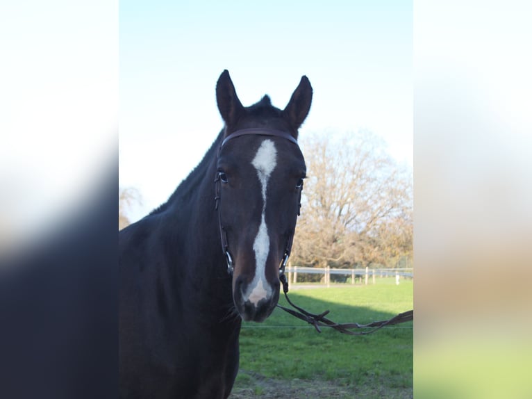 Freiberger Caballo castrado 3 años 158 cm Castaño oscuro in Schönholzerswilen