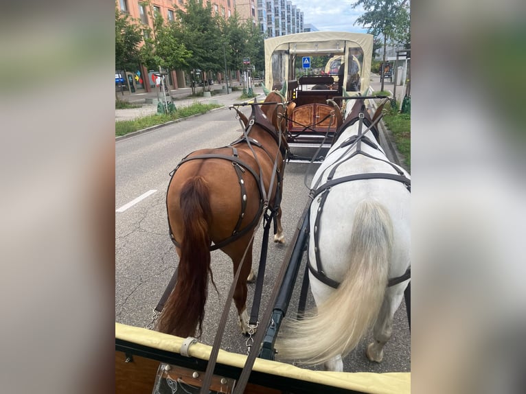 Freiberger Caballo castrado 3 años 160 cm Alazán in Sch&#xF6;nholzerswilen