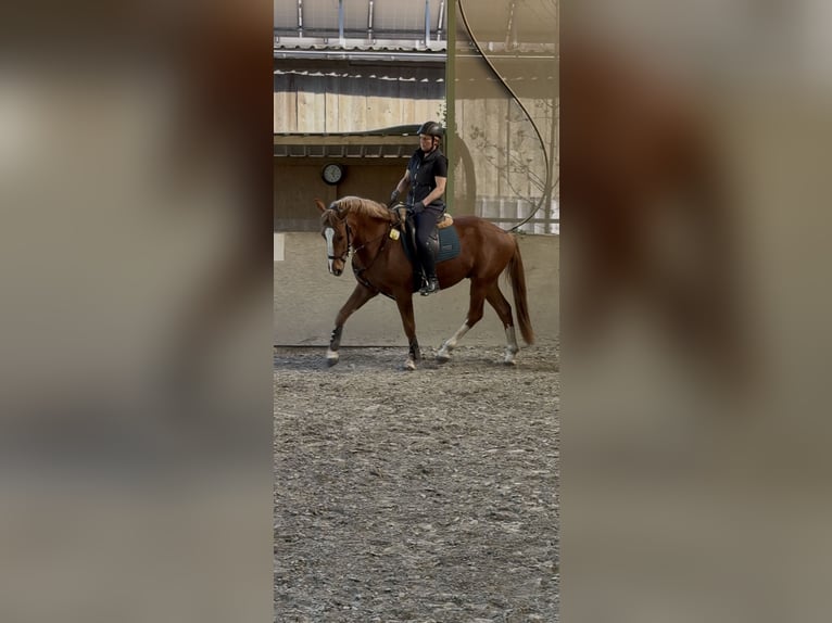 Freiberger Caballo castrado 3 años 160 cm Alazán-tostado in Paderborn