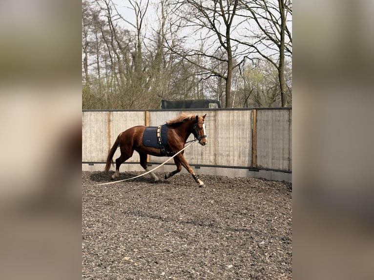 Freiberger Caballo castrado 3 años 160 cm Alazán-tostado in Paderborn