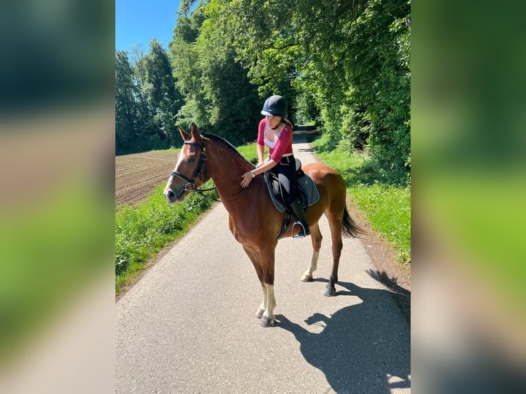 Freiberger Caballo castrado 3 años 160 cm Castaño in Rümmingen