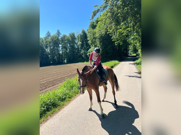 Freiberger Caballo castrado 3 años 160 cm Castaño in Rümmingen