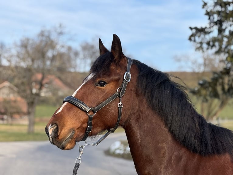 Freiberger Caballo castrado 3 años 160 cm Castaño in Oschwand