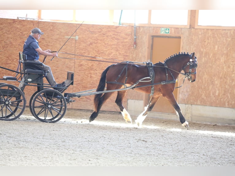 Freiberger Caballo castrado 3 años 160 cm Castaño in Oschwand