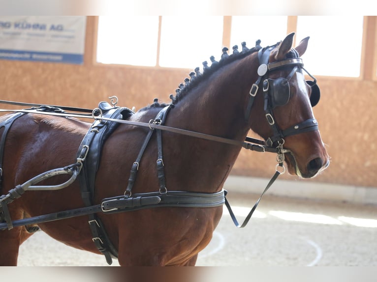 Freiberger Caballo castrado 3 años 160 cm Castaño in Oschwand