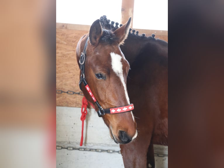 Freiberger Caballo castrado 3 años 160 cm Castaño in Oschwand