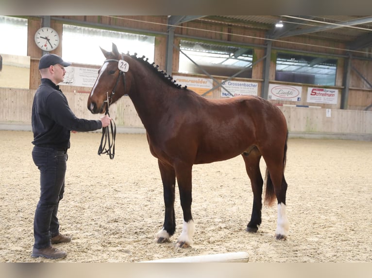 Freiberger Caballo castrado 3 años 160 cm Castaño in Oschwand