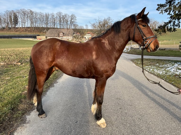 Freiberger Caballo castrado 3 años 160 cm Castaño in Oschwand