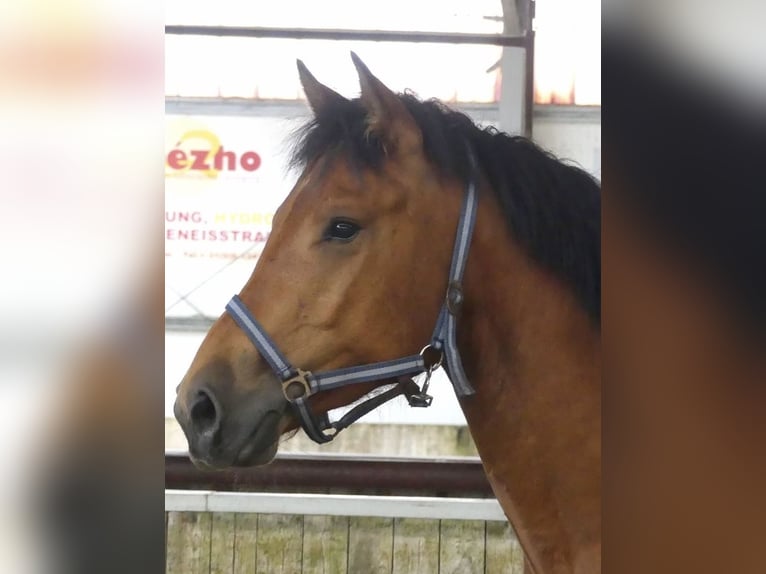 Freiberger Caballo castrado 3 años 160 cm Castaño in Emlichheim