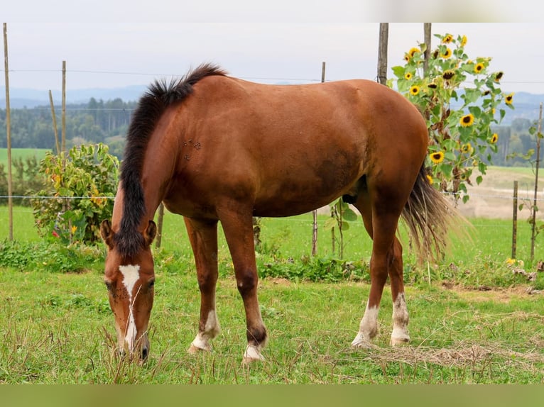 Freiberger Caballo castrado 3 años 160 cm Castaño in Arnegg