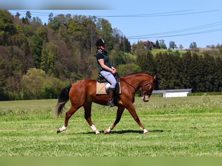 Freiberger Caballo castrado 3 años 160 cm Castaño in Arnegg