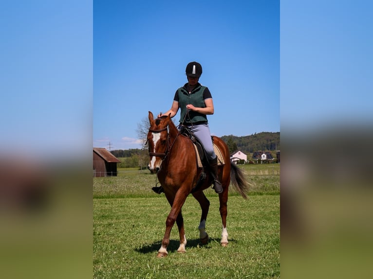 Freiberger Caballo castrado 3 años 160 cm Castaño in Arnegg