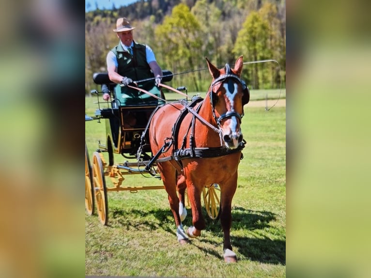 Freiberger Caballo castrado 3 años 160 cm Castaño in Arnegg