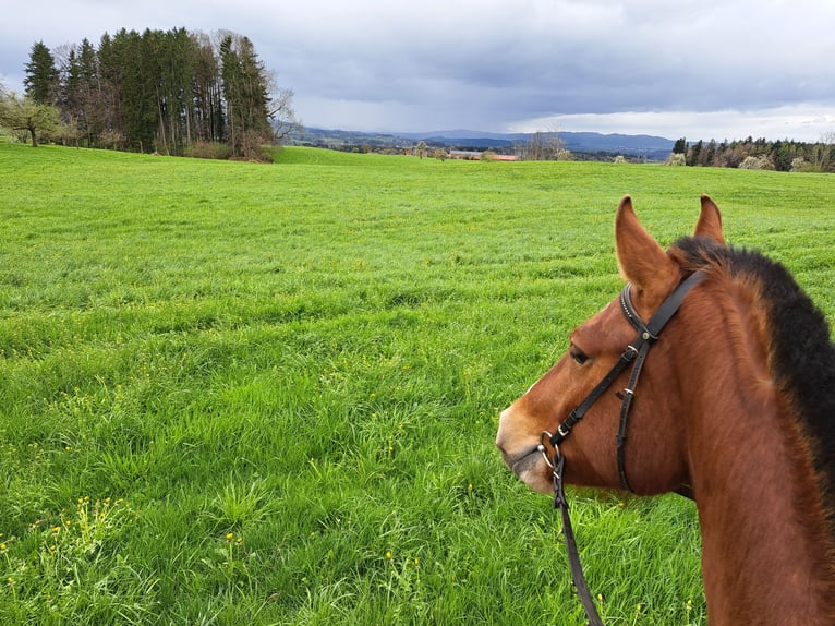 Freiberger Caballo castrado 3 años 160 cm Castaño in Arnegg