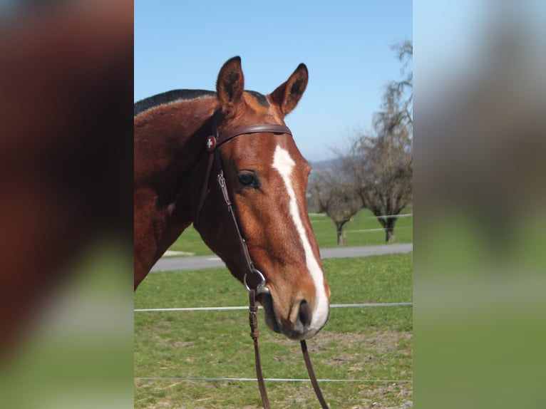 Freiberger Caballo castrado 3 años 160 cm Castaño in Schönholzerswilen