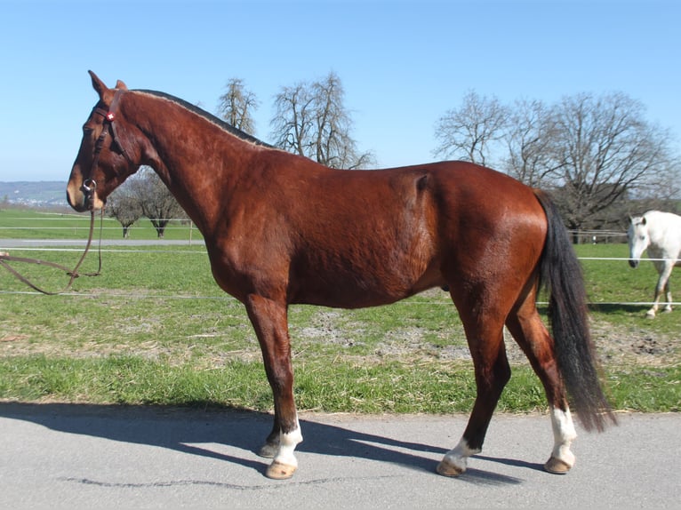 Freiberger Caballo castrado 3 años 160 cm Castaño in Schönholzerswilen