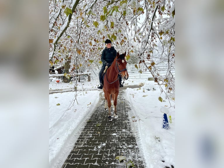 Freiberger Caballo castrado 3 años 164 cm Castaño in Rümmingen