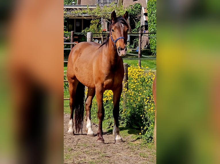 Freiberger Caballo castrado 3 años 165 cm Castaño in Olst