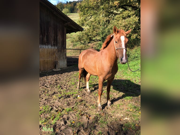 Freiberger Caballo castrado 3 años in Rümmingen